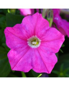 Petunia, 'Pink'