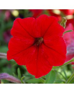 Petunia, 'Red'