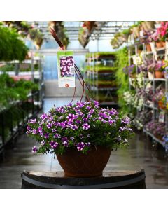 Petunia, Shortcake™ 'Blueberry' Hanging Basket