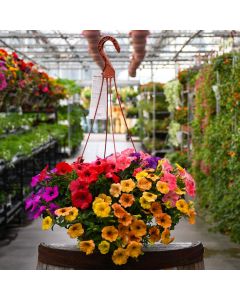 Petunia, Summer Mix Hanging Basket