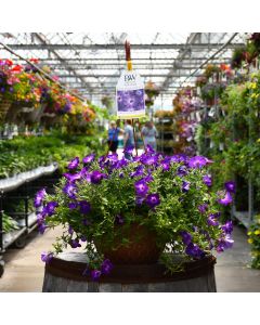 Petunia, Vista® 'Blue Tiara' Hanging Basket