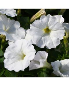 Petunia, 'White'