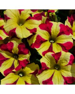 Petunia, Amore® 'Queen Of Hearts'