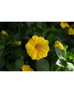 Petunia, Caliburst™ Yellow