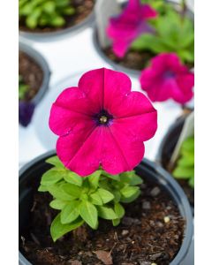 Petunia, Capella™ 'Burgundy'