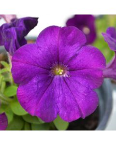 Petunia, Capella™ 'Indigo'
