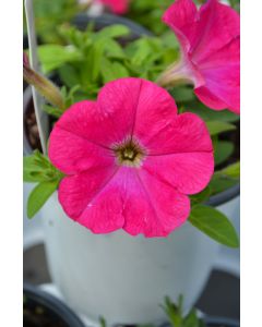 Petunia, Capella™ 'Rose'