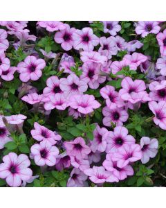 Petunia, Capella™ 'Pink Lace'