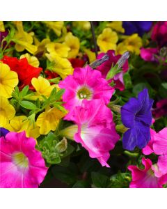 Petunia Mix