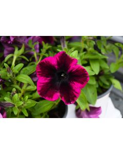 Petunia, Crazytunia® 'Cosmic Purple'