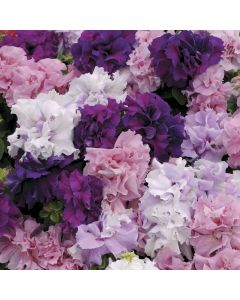 Petunia, Double Cascade Mix
