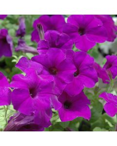 Petunia, Easy Wave® 'Blue'