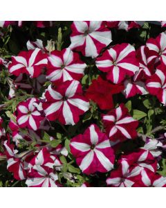 Petunia, Easy Wave® 'Burgundy Star'