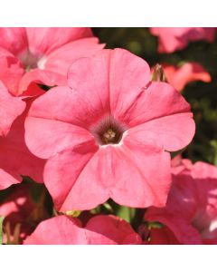 Petunia, E3 Easy Wave® 'Coral'