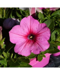 Petunia, E3 Easy Wave® 'Pink Cosmos'