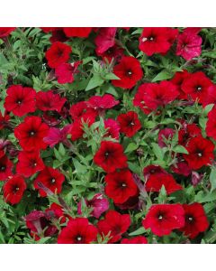 Petunia, E3 Easy Wave® 'Red'