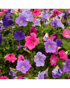 Petunia, Easy Wave® 'Vibrant Mix'