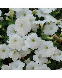 Petunia, Easy Wave® 'White'