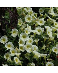 Petunia, Easy Wave® 'Yellow'