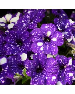 Petunia, Headliner™ 'Night Sky'
