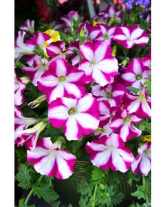 Petunia, Headliner™ 'Raspberry Swirl'