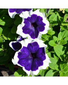 Petunia, Hulahoop 'Blue'