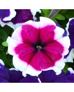 Petunia, Hulahoop 'Burgundy'