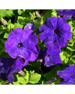 Petunia, Hurrah™ 'Blue'