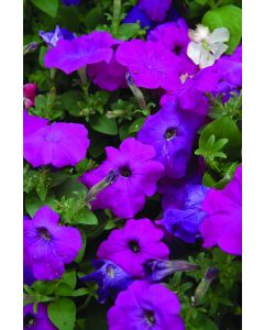 Petunia, Hurrah™ 'Lavender Tie Dye'