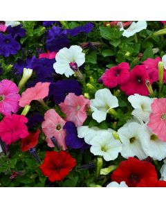 Petunia, Hurrah™ Pro Formula Mix