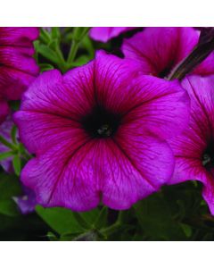 Petunia, Hurrah™ 'Plum'