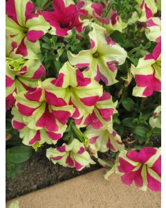 Petunia, Sophistica® 'Lime Bicolor'