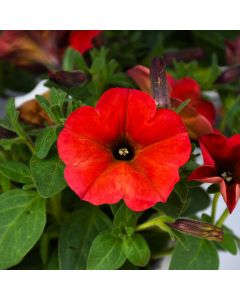 Petunia, Petchoa SuperCal® 'Red Maple'