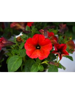 Petunia, SuperCal® 'Red Maple'
