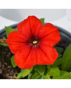 Petunia, Surfinia® 'Deep Red'