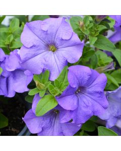 Petunia, Surfinia® 'Heavenly Blue'