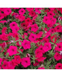 Petunia, Tidal Wave® 'Cherry'
