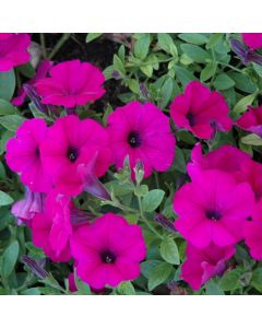 Petunia, Wave® 'Purple'