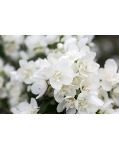 Philadelphus, Mock Orange 'First Editions® Snow White™'