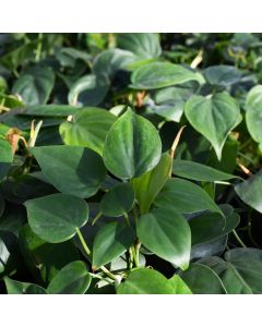 Philodendron Cordatum