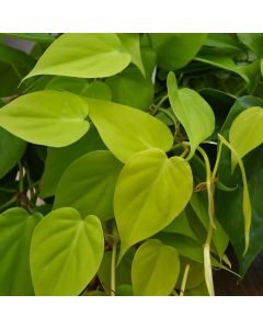 Philodendron Cordatum 'Lemon Lime'
