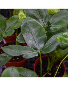 Philodendron Goeldii