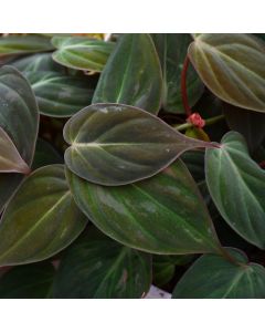 4"" Pot
