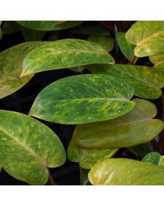 Philodendron Erubescens 'Painted Lady'