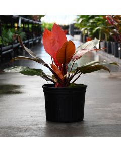Philodendron Erubescens 'Prince of Orange'