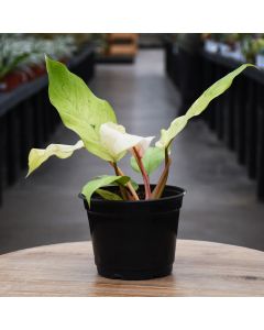 Philodendron 'Snow Drift'