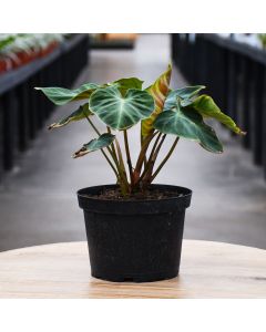 Philodendron Verrucosum 'Velvet Leaf'