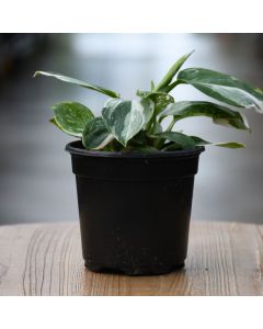 Philodendron Erubescens 'White Wizard'