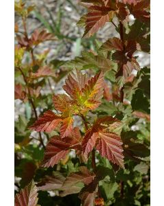 Physocarpus, Ninebark Tree 'First Editions® Amber Jubilee®'