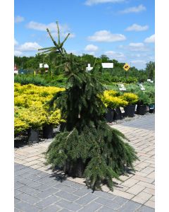 Picea, Norway Spruce 'Acrocona'